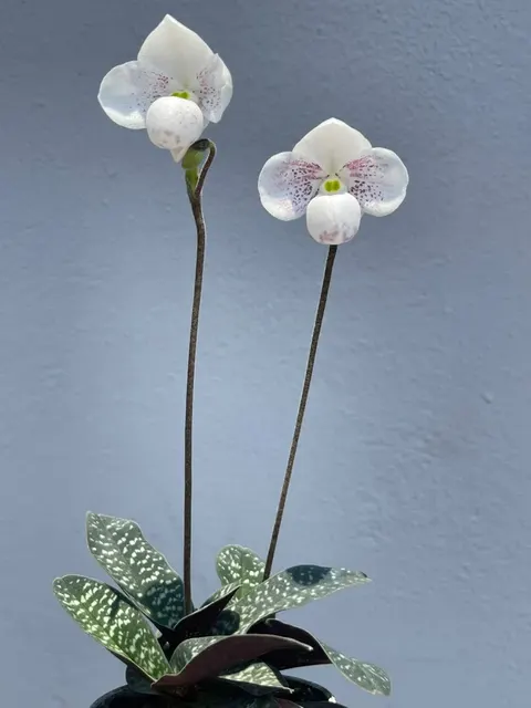 Paphiopedilum thaianum 'Pink Flame' (Paphiopedilum)