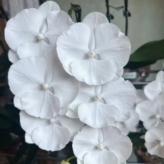 Phalaenopsis Lianher Jellyfish
