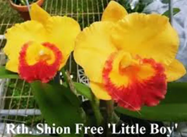 Rhyncattleanthe Shion Free 'Little Boy' (Rhyncattleanthe)