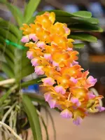 Aeridovanda Bangkok Star