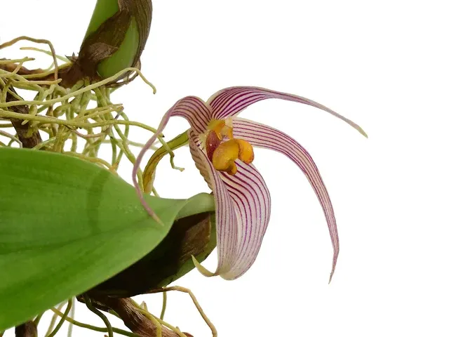 Bulbophyllum membranifolium subsp inunctum (Bulbophyllum)