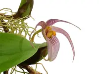 Bulbophyllum membranifolium subsp. inunctum