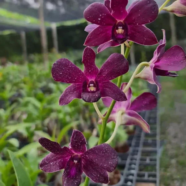 Dendrobium Izumi x Sakda Blue