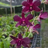 Dendrobium Orchid Izumi x Sakda Blue Mature Plant With Buds/Flower