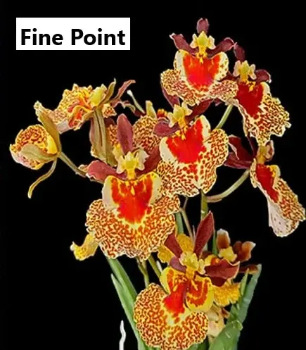 Tolumnia Fine Point