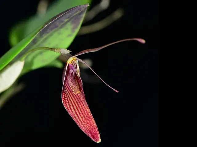 Restrepia elegans 'Camila' (Restrepia)