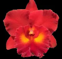 Rhyncholaeliocattleya Siam Red 'Christy'