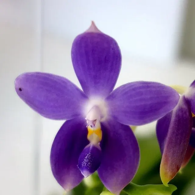 Phalaenopsis Purple Martin x violacea