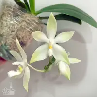 [Rooted] Phal. tetraspis 'Green' 綠色鐵爪 [2.5" BS][July in Stock]