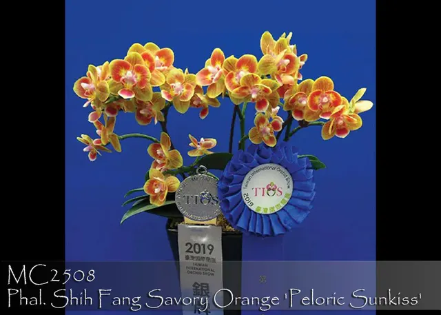 Phalaenopsis Shih Fang Savory Orange 'Peloric Sunkiss Note : In Bloom And Selected For True Peloric Form'