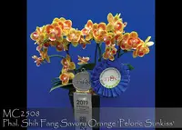 Phal. Shih Fang Savory Orange 'Peloric Sunkiss Note : In bloom and selected for true Peloric form ' (Tying Shin Dorothy x Tzu Chiang Orange)