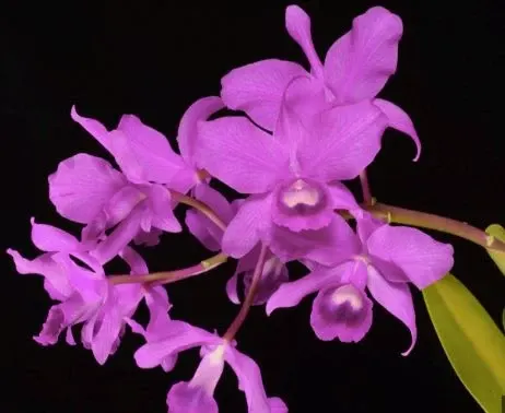 Cattleya bowringiana var tipo (Cattleya)