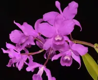 Cattleya bowringiana var. tipo