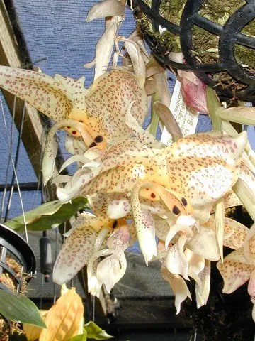 Stanhopea oculata (Stanhopea)