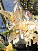 Stanhopea-oculata — Other Plants