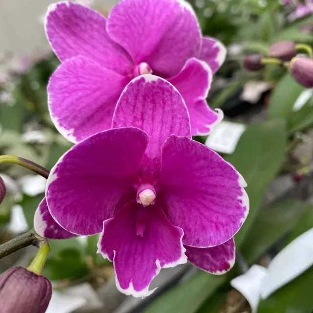 Phalaenopsis Younghome Pinying