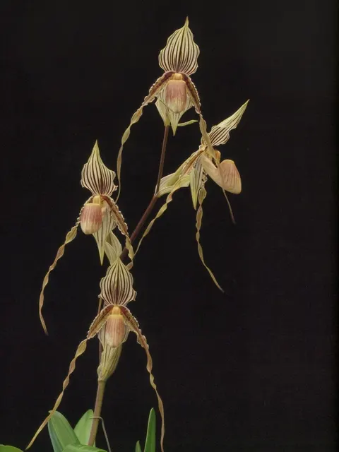 Paphiopedilum Edna Ratcliffe 'Matriarchal Curls' (Paphiopedilum)