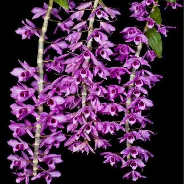 Dendrobium anosmum sp (Dendrobium)