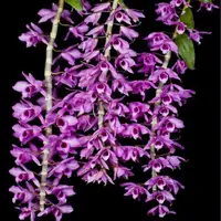 Dendrobium anosmum sp.