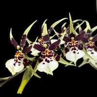Oncidium (Cyrtocidium) Holm’s Wizard var. #11 - intens parfumat