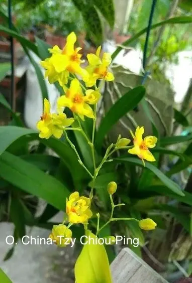 Oncidium Twinkle ‘Yellow Bird’ (Oncidium)
