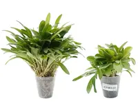 Masdevallia pachyura (Big)