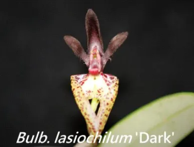 Bulbophyllum lasiochilum 'Dark'