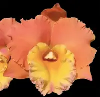Rlc. Pegasus Fantasy 'Golden Peach' 4" NFS
