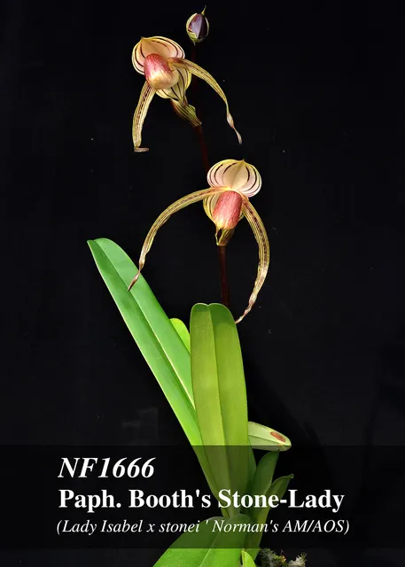 Paphiopedilum Booth , Note: Limited Norman's AM/AOS) 'S Stone-Lady'