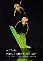 Paph. Booth's Stone-Lady ', Note: Limited' (Lady Isabel x stonei ' Norman's AM/AOS)