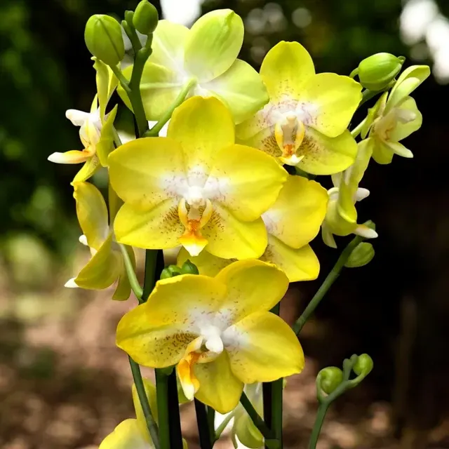 Phalaenopsis Sogo Pride Parfumata (Phalaenopsis)