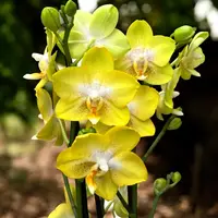 Phalaenopsis Sogo Pride (Yellowcup, Arezzo) parfumata — cu flori - 2 tije (ghiveci 12 cm)