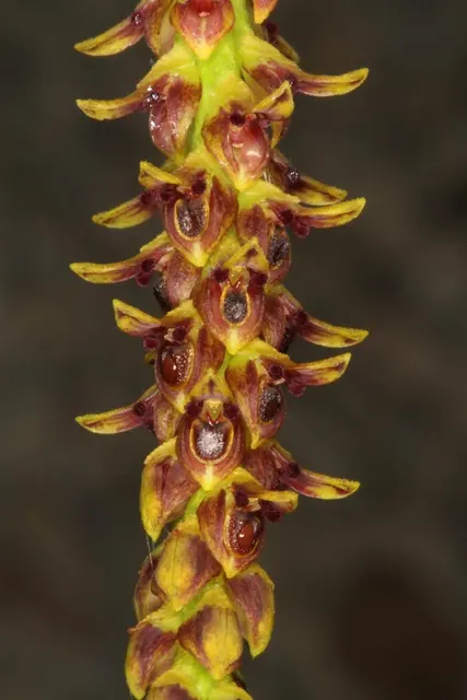 Bulbophyllum subclavatum (Bulbophyllum)