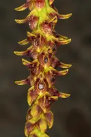 Bulbophyllum subclavatum