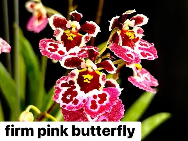 Tolumnia Pink Butterfly (Tolumnia)