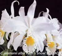 C. jenmanii alba 'Fuch's Snow' FCC/AOS (CK38) (Cattleya - - jenmanii )
