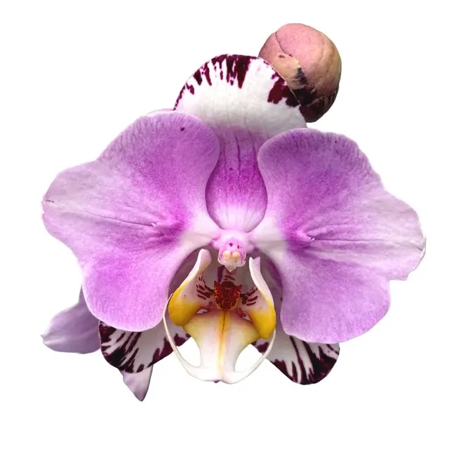Phalaenopsis Art Nouveau - Peloric Butterfly