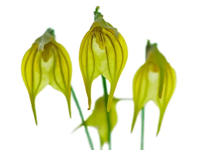 Masdevallia vargasii yellow (Masdevallia)