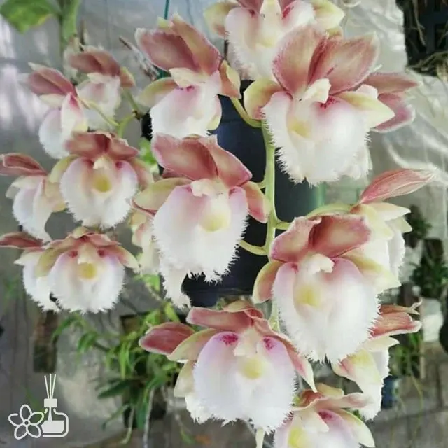 Clowesetum Manny Tavarez