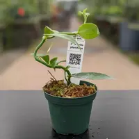 Orchid Vanilla planifolia