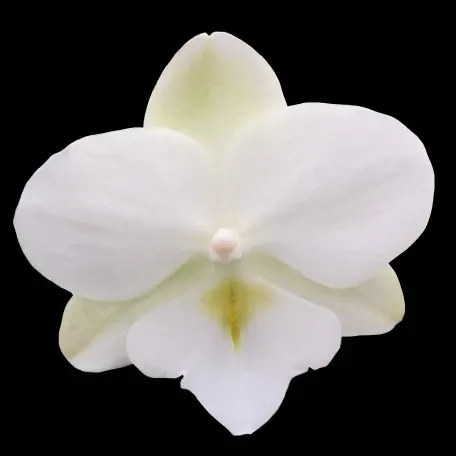 Phalaenopsis Charming Little Bow (Phalaenopsis)