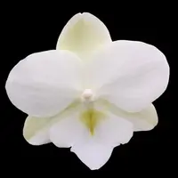 Phalaenopsis Charming Little Bow 2.5"