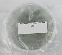 FLASK Cattleya aclandiae fma. alba