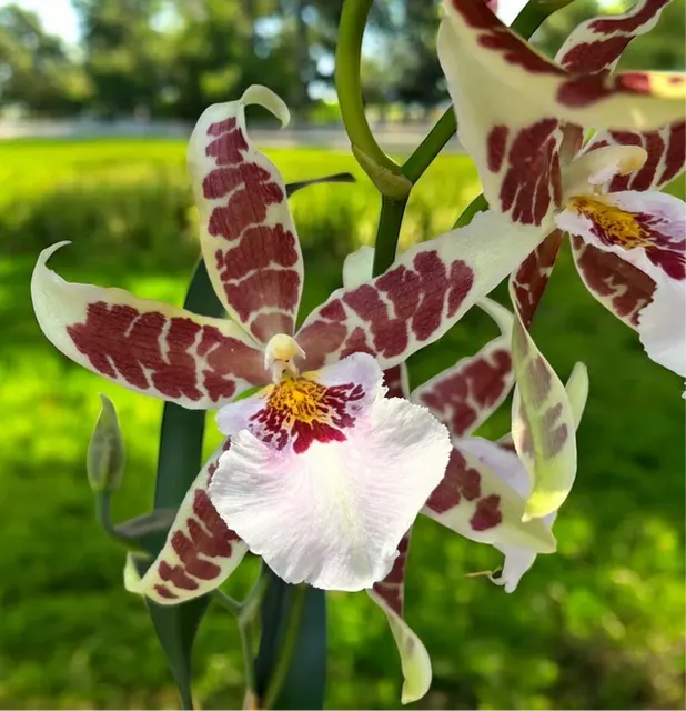 Aliceara Renaissance - Parfumata 'White' (Aliceara)