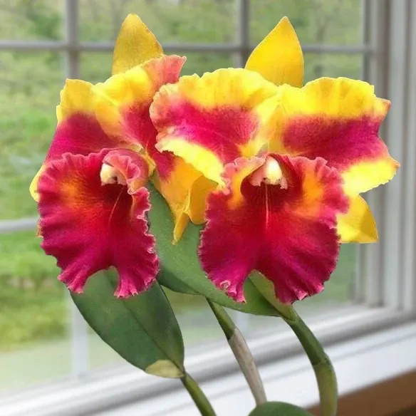 Rth Orchid Siam Fancy ‘Wings Of Fire’