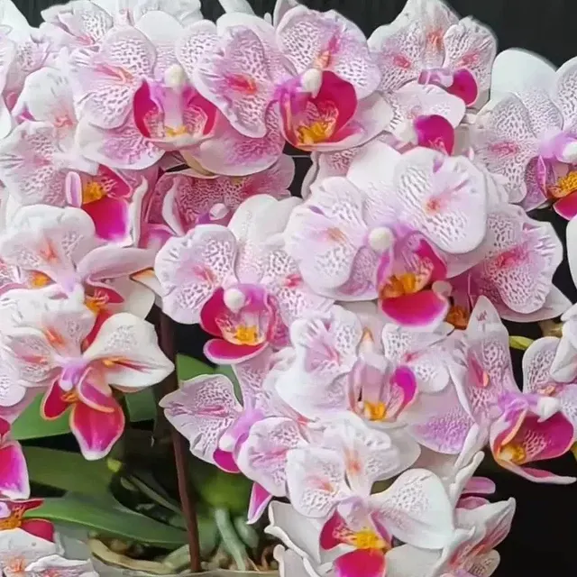 Phalaenopsis Popcorn