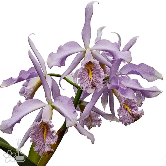 Cattleya maxima coerulea 'Gigi' x self