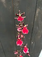 Odcdm. Succubus 'Night Shift'