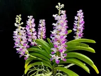 Rhynchostylis coelestis Pink