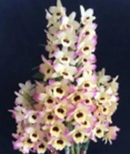 Dendrobium Golden Tower